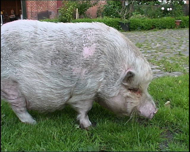 This is our pretty house sow Lilli. She is blind.